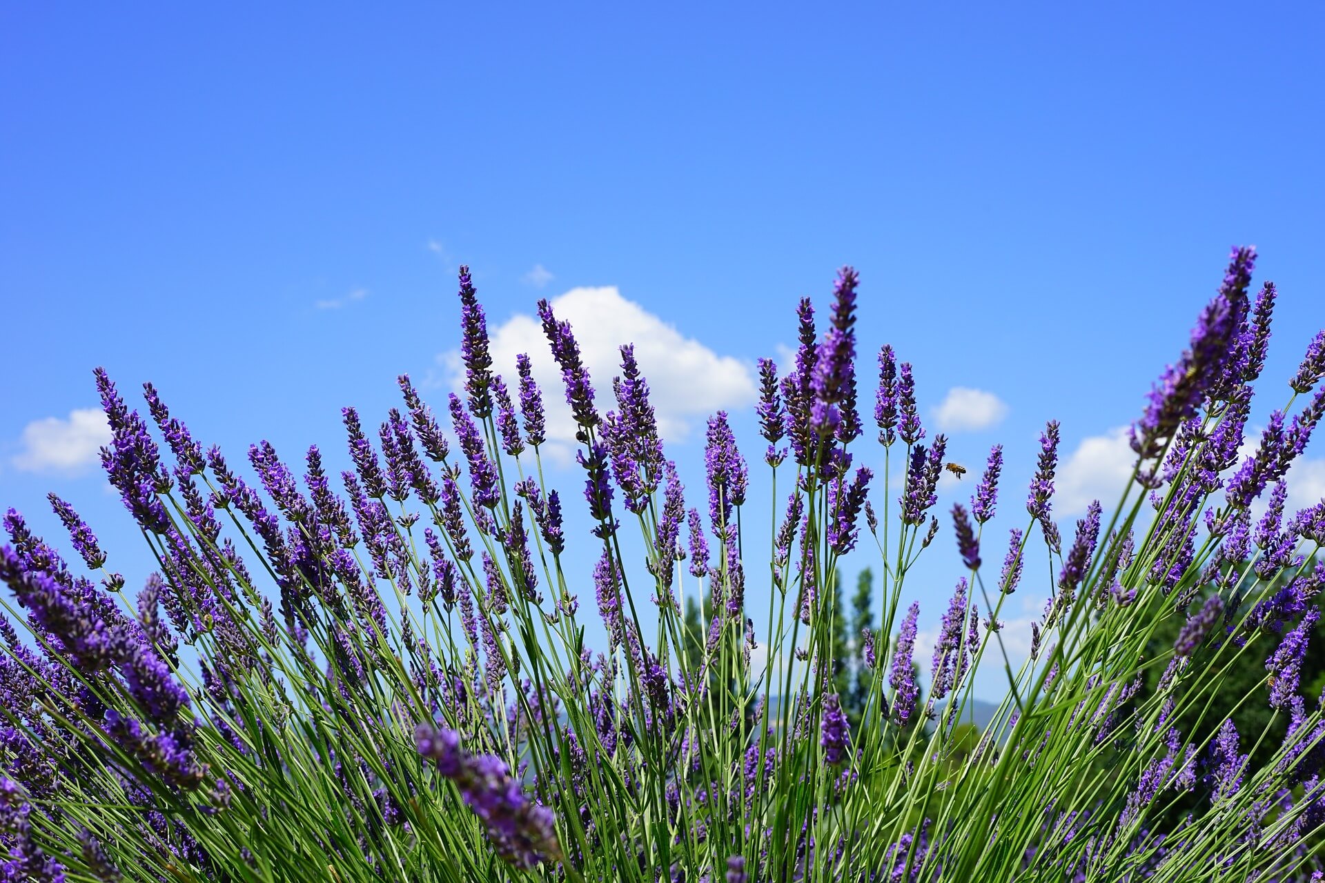 how-to-use-lavender-for-a-better-sleep-the-dream-recovery-system