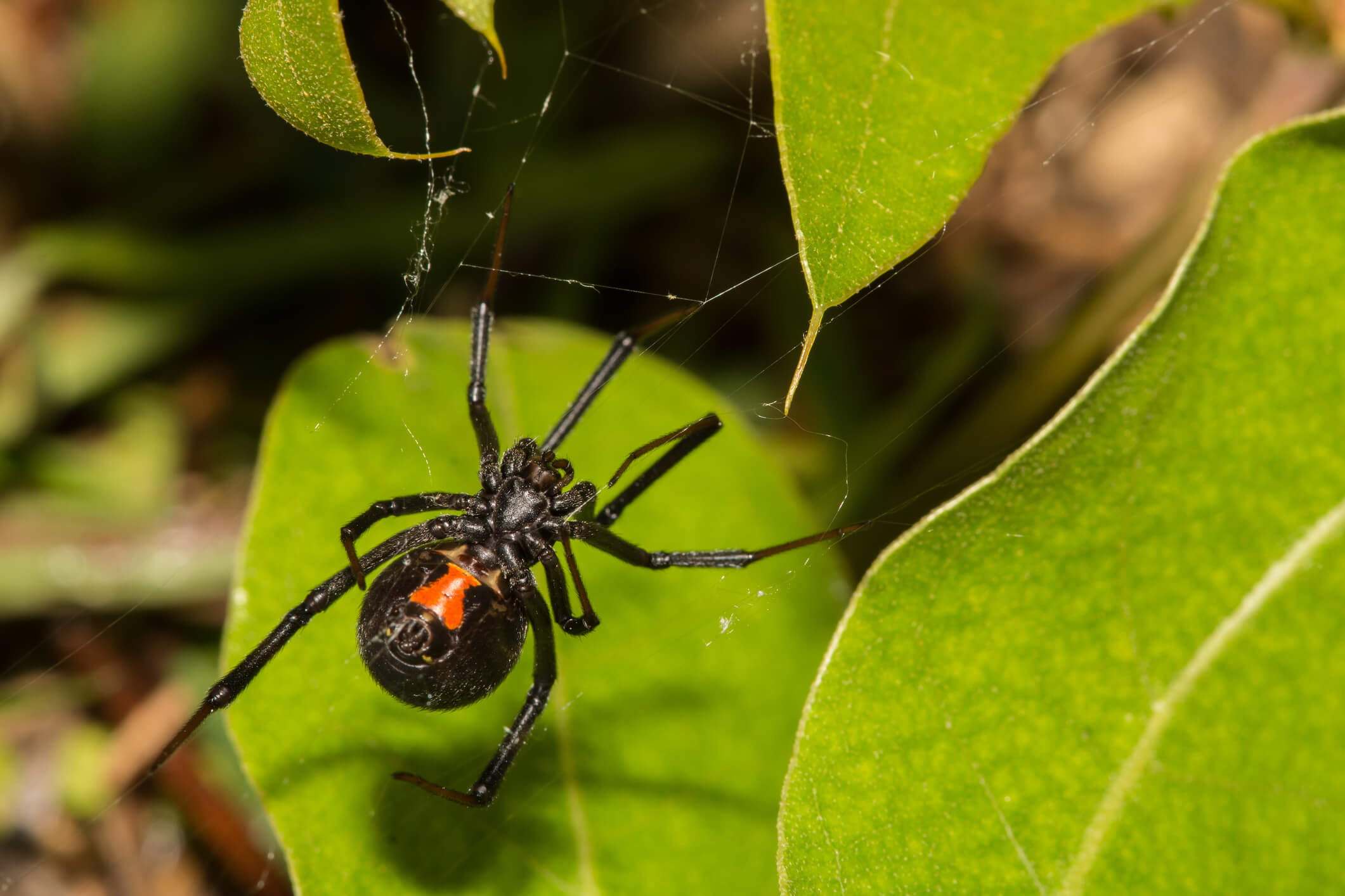 what-do-spiders-in-dreams-mean-the-dream-recovery-system